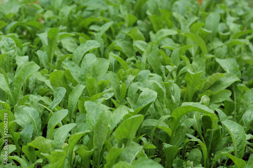 Rucola - (Eruca sativa)