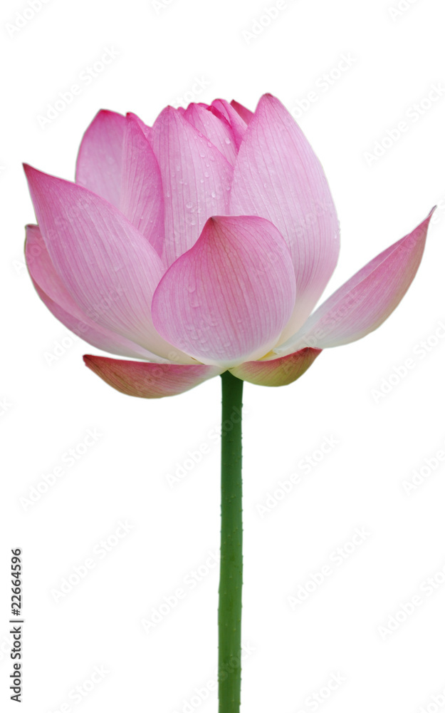 Fototapeta premium Lotus flower isolated