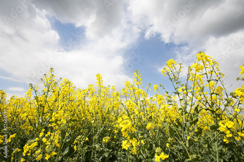 mustard crop © Robert Hackett