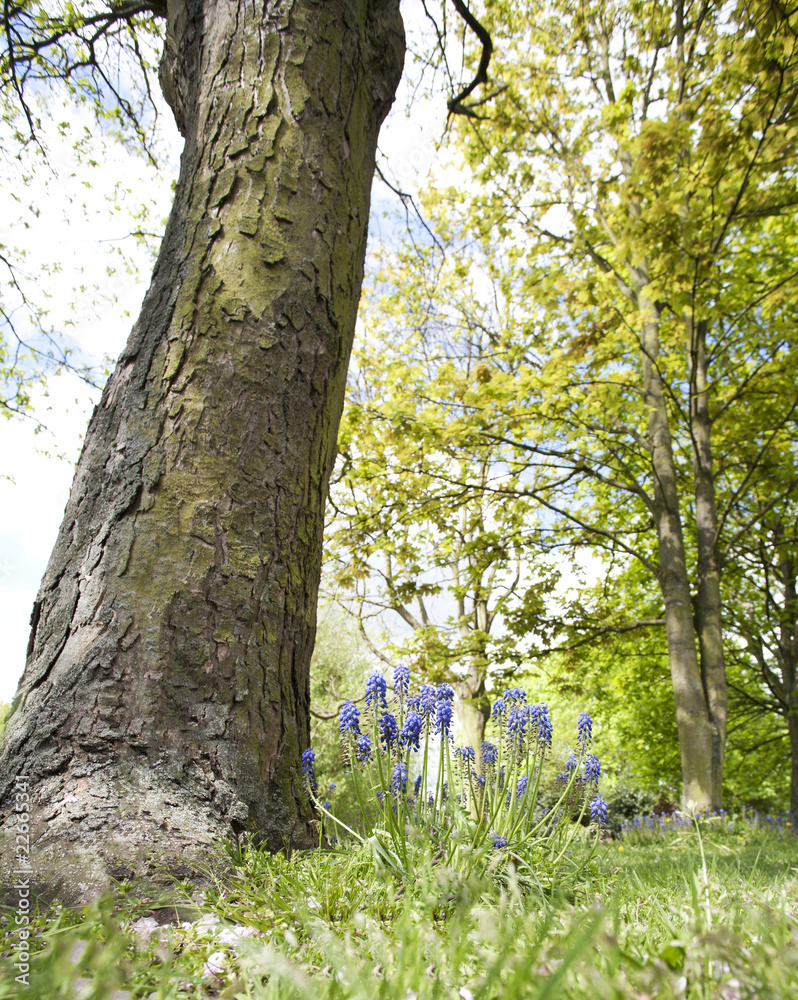 Fototapeta premium spring flowers