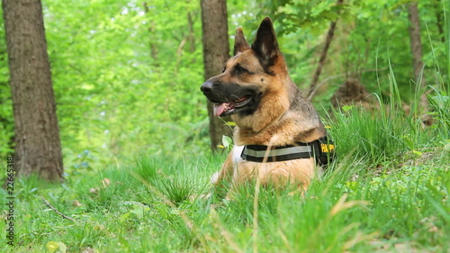 Beautiful dog German Shepherd laying in forest