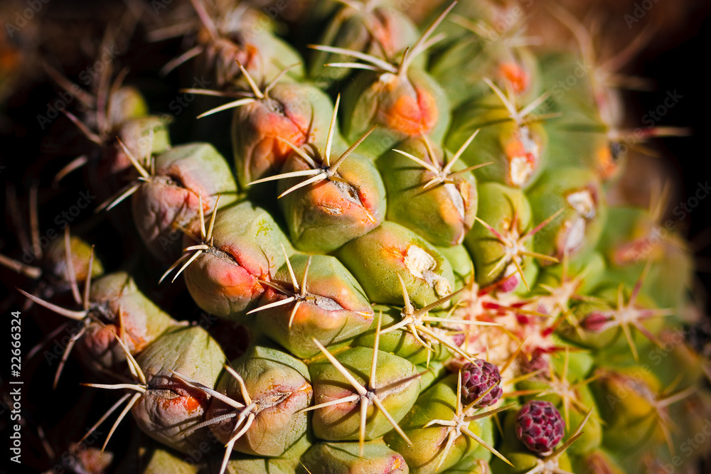 Fototapeta premium Details of a cactus