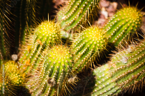 Red Torch Cactus