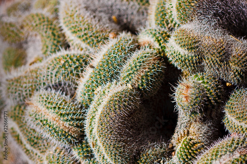 Details of a Cactus