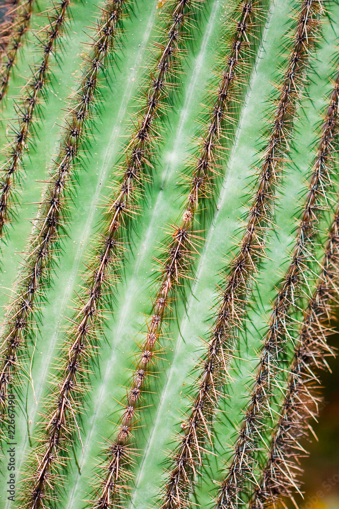 Saguaro Cactus Details Saguaro Cactus Details