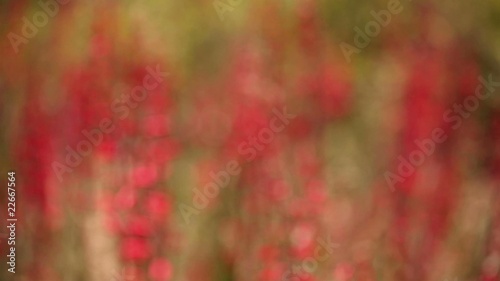 Blurry Abstract Background of Hackberry Beardtongue Flowers photo