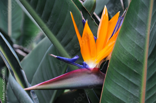 Bird of Paradise Flower or Strelitzia photo