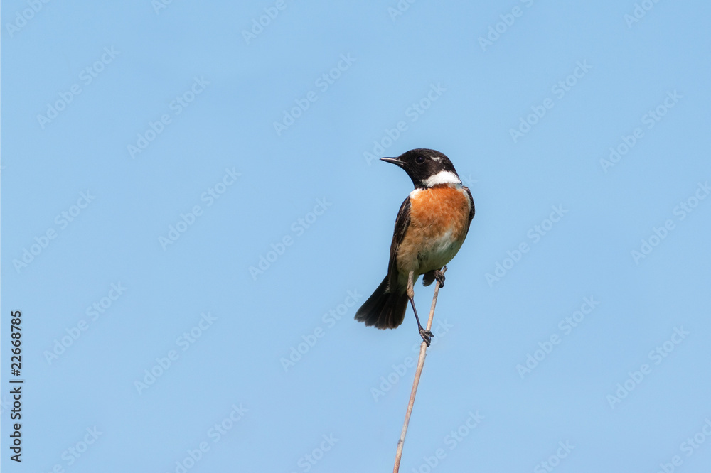 stonechat (Saxicola torquata) against the blue sky stonechat (Saxicola torquata) against the blue sky