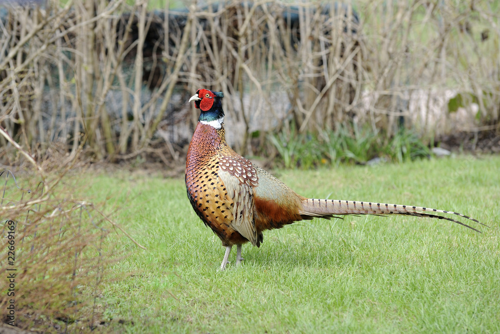 Fototapeta premium bażant pospolity, phasianus colchicus