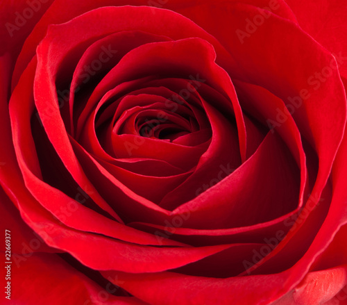 Close-up of a beautiful red rose