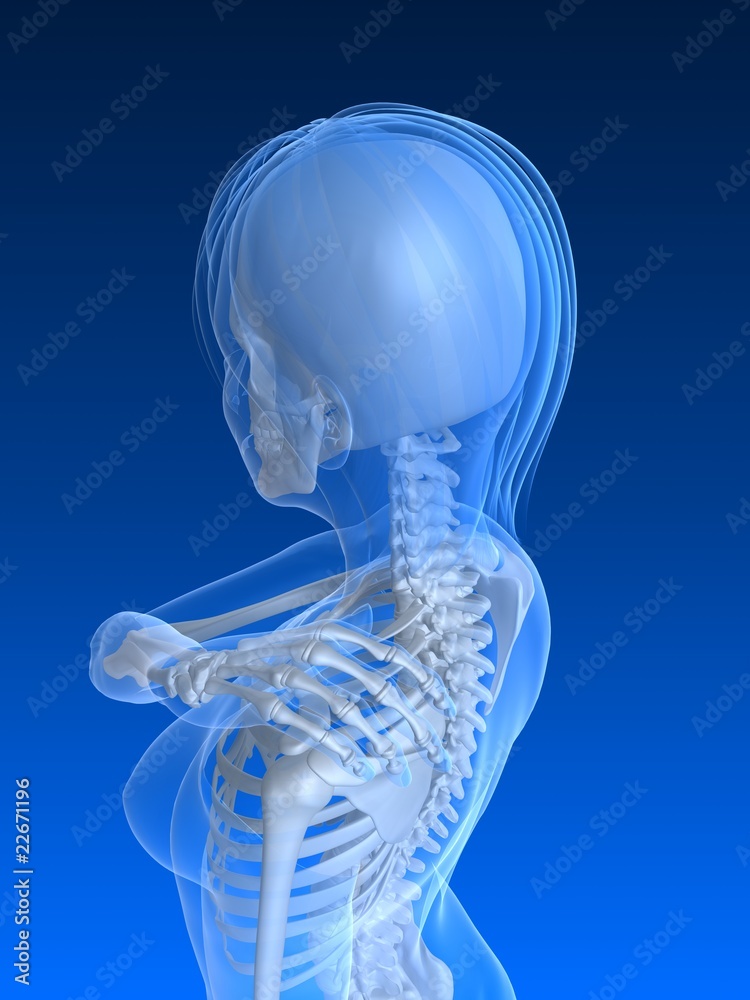 weibliches Skelett mit schmerzender Schulter weibliches Skelett mit schmerzender Schulter