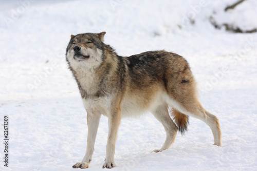 canis lupus wolf © Torsten Lorenz