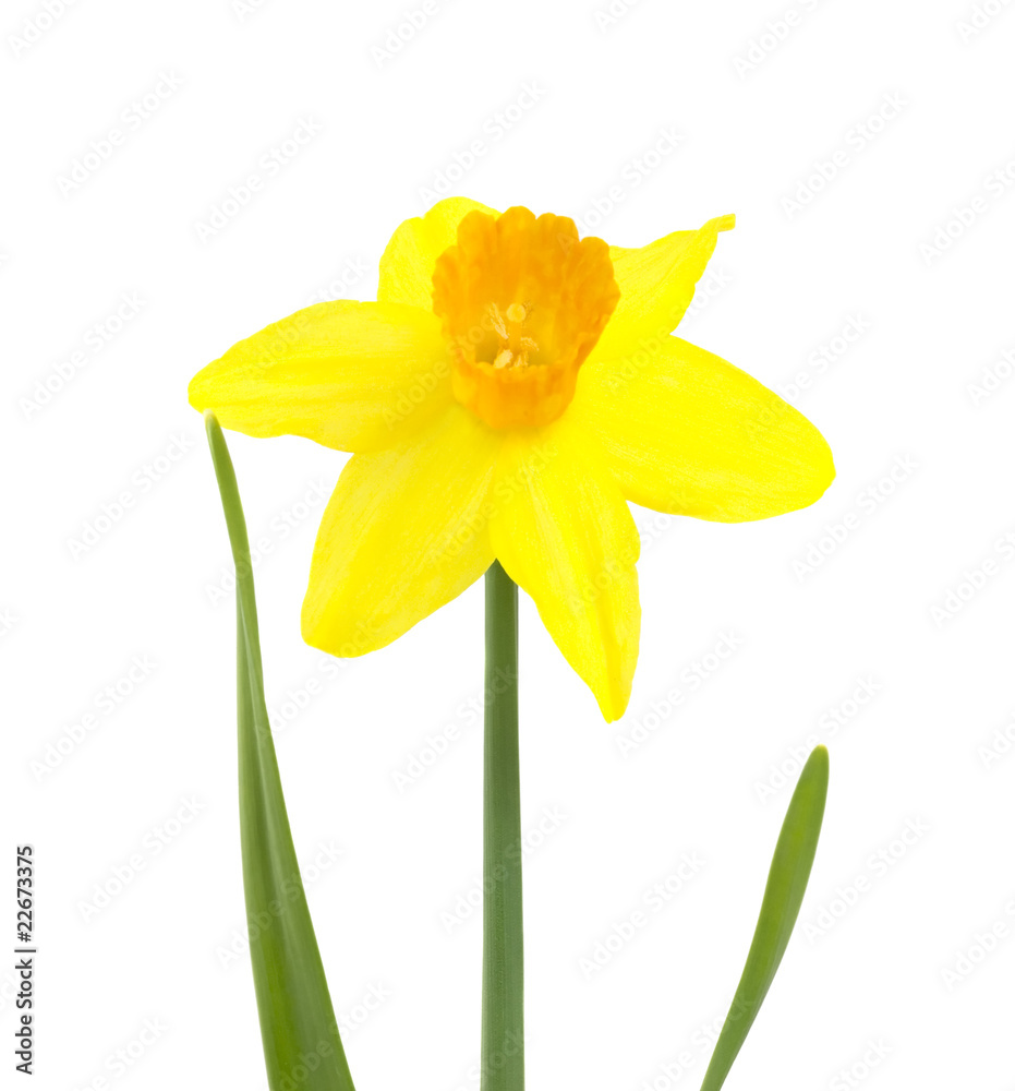 Fototapeta premium Lent lily (Daffodil) isolated over white.