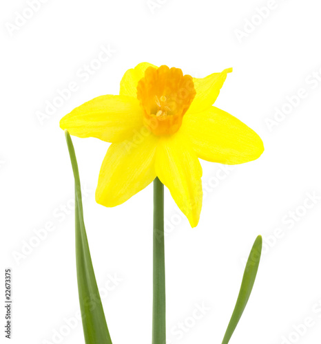 Lent lily (Daffodil) isolated over white.