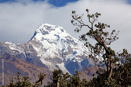 Annapurna South framed by Rhododendrons photo