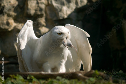 Snowy owl with prey