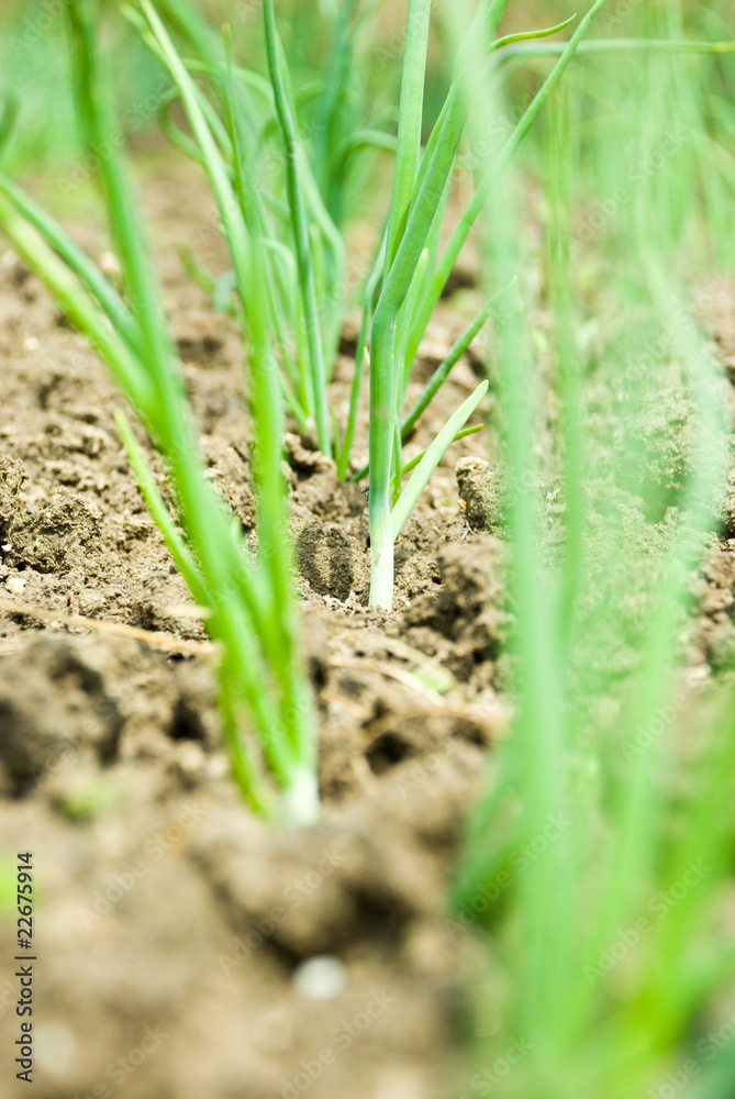 Spring onion in soil Spring onion in soil