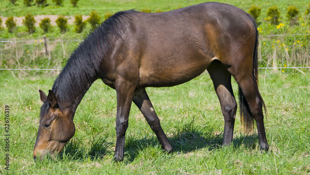 English horse race English horse race
