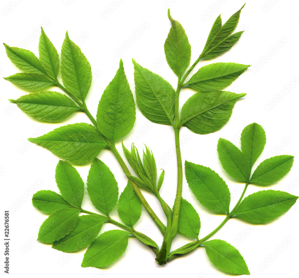 Fototapeta premium green leafs of tree isolated