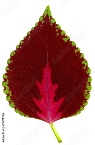 red  leaf of  houseplant photo