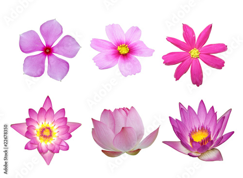 pink flower collection