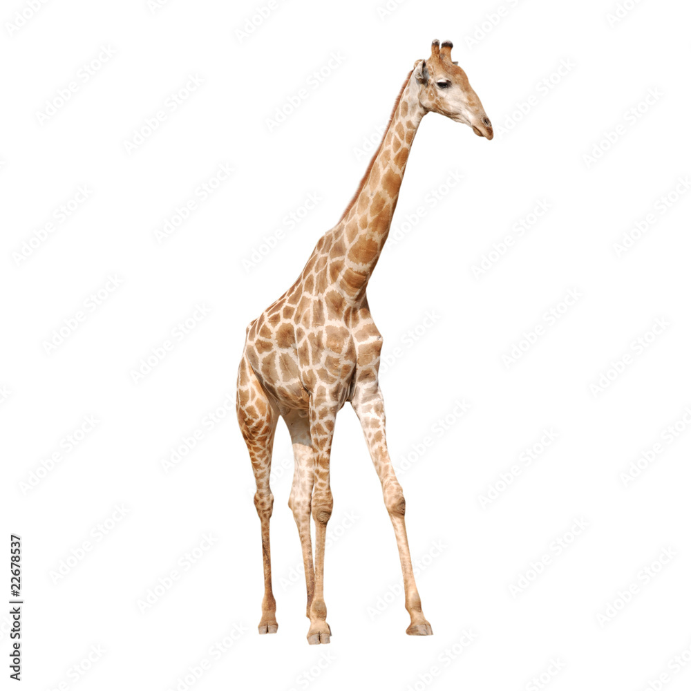 Obraz premium giraffe