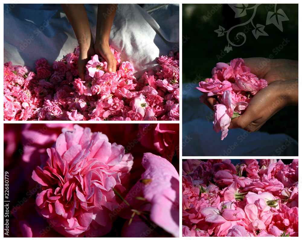 Obraz premium composition de roses