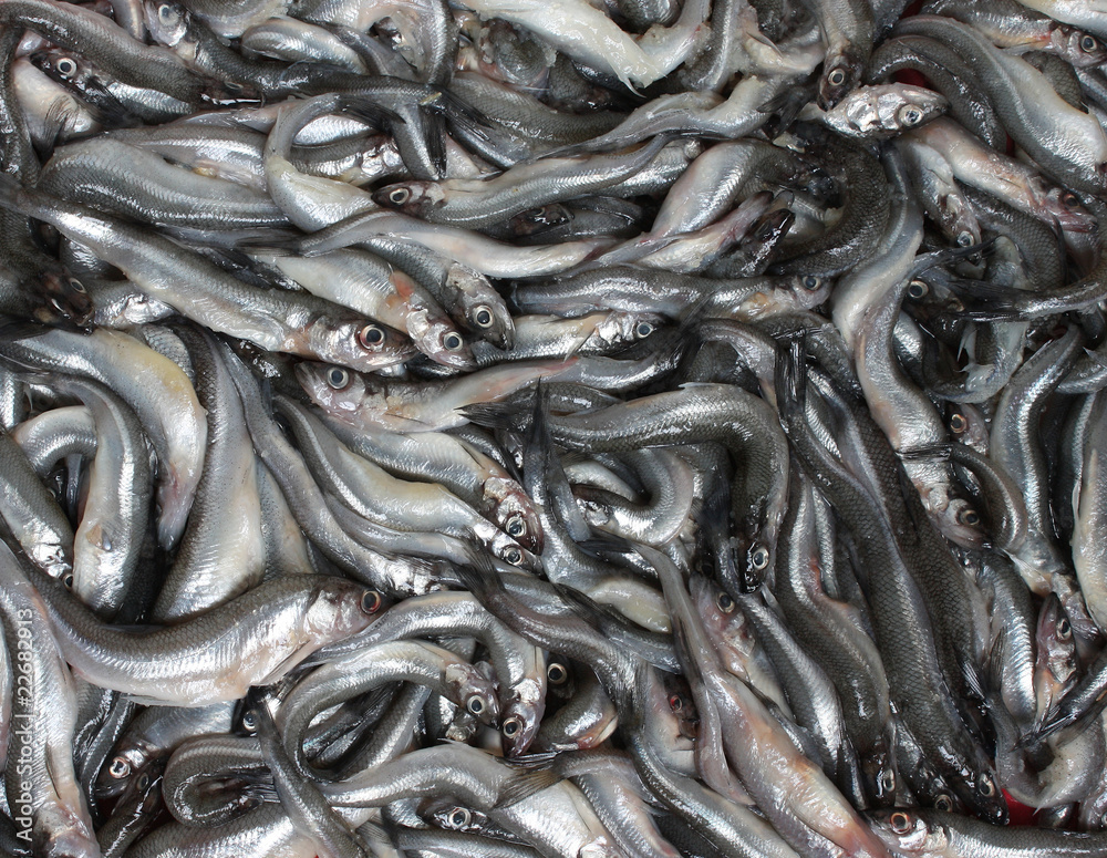 Fresh smelt. Fresh smelt.