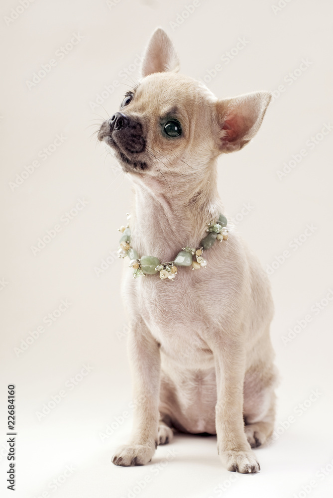 nice Chihuahua puppy with necklace portrait