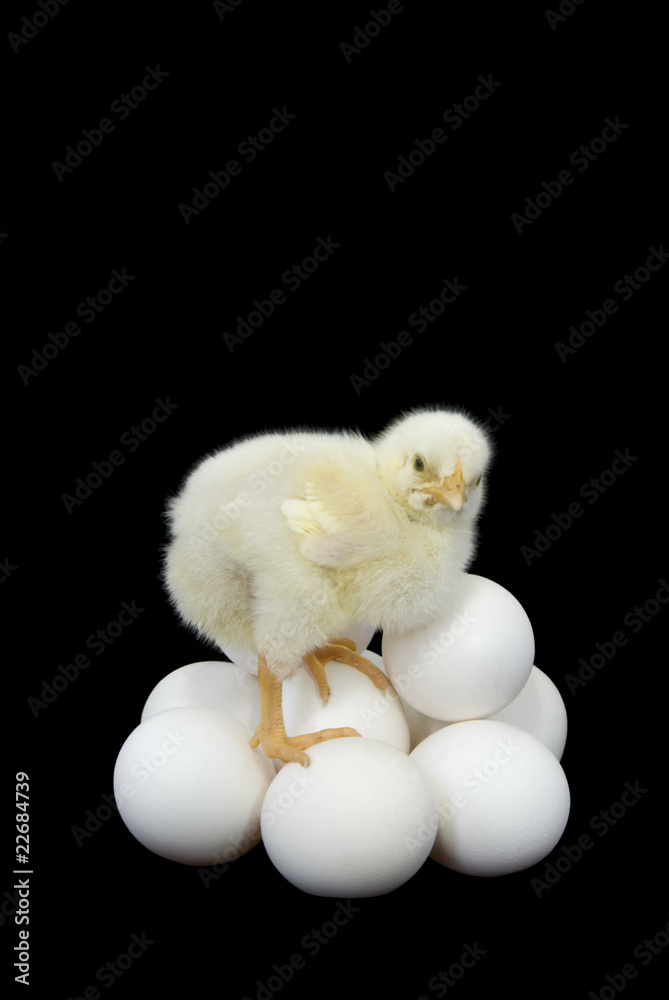 Chicken the newborn Chicken the newborn