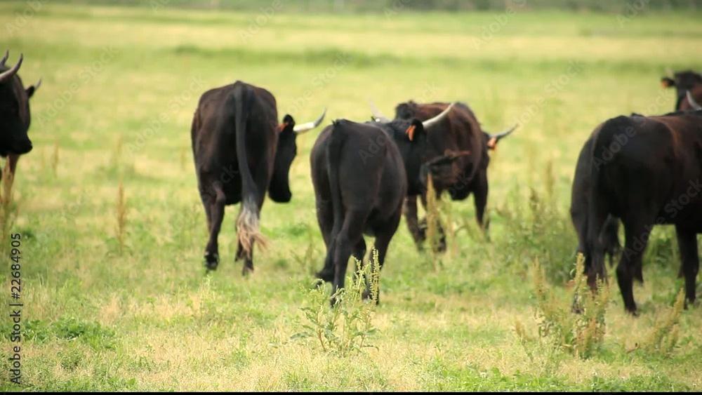Jeunes taureaux en Camargue - France