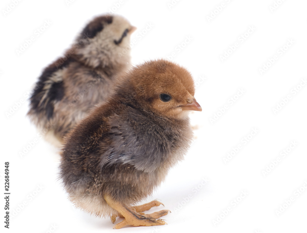 Fototapeta premium deux petits poussins
