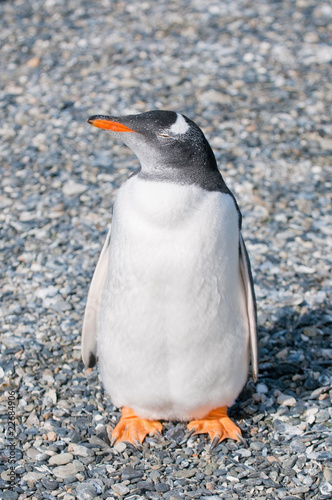 gentoo penguin