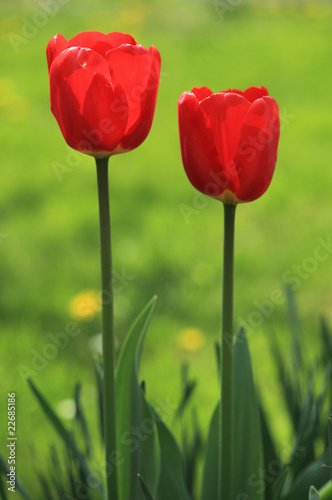 Fototapeta Naklejka Na Ścianę i Meble -  Tulips