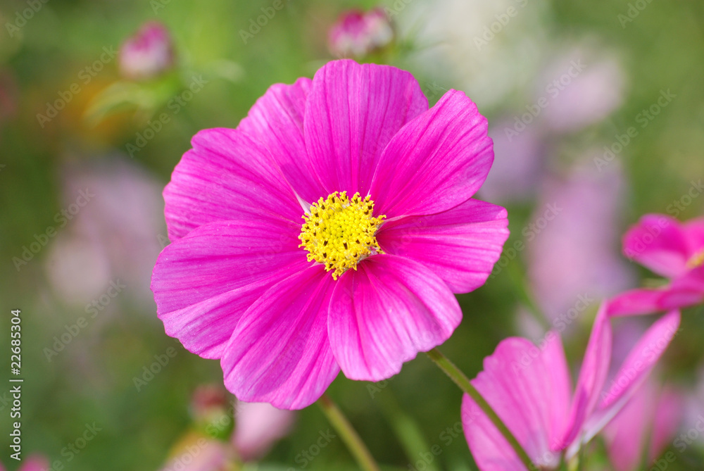 pink flower pink flower
