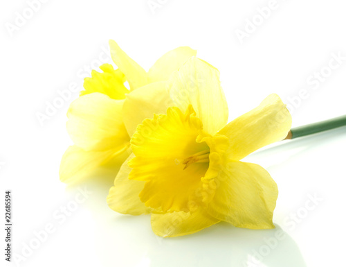 Yellow narcissus isolated on white background