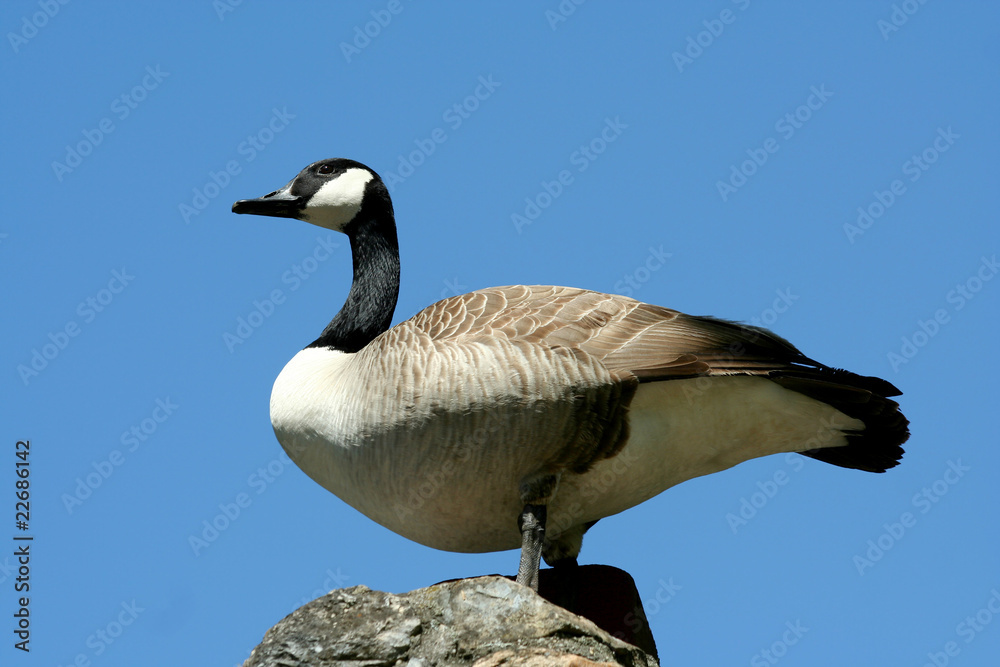 Obraz premium Canadian goose