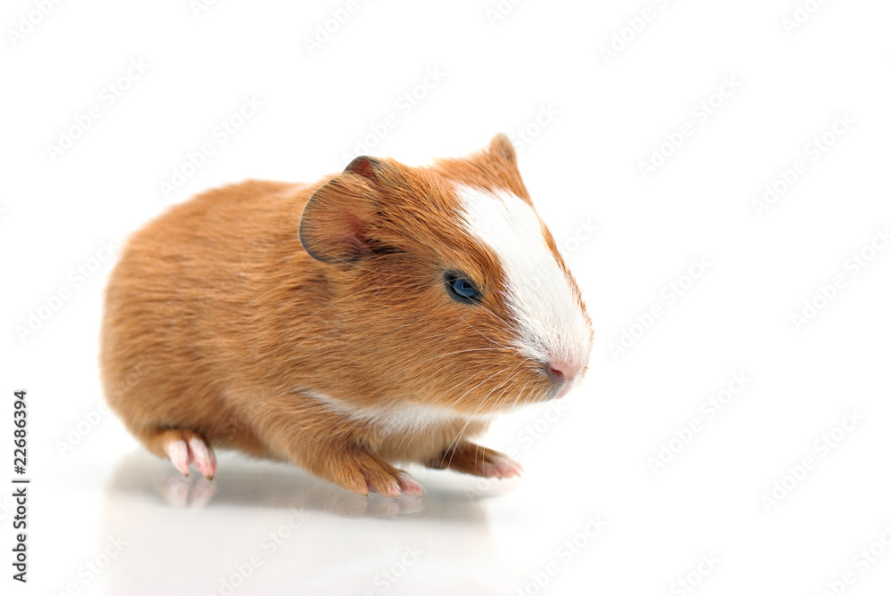 Little guinea pig