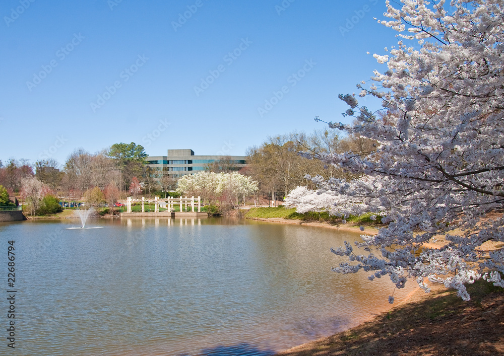 Cherry Tree by Lake in Office Park