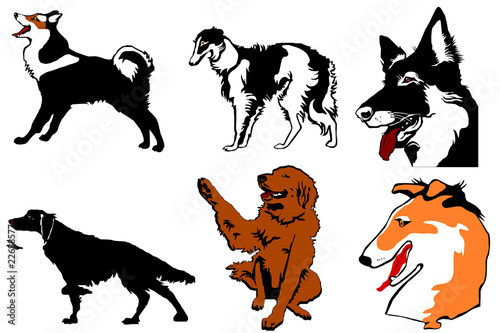 Dogs a silhouette and a head colour a collection