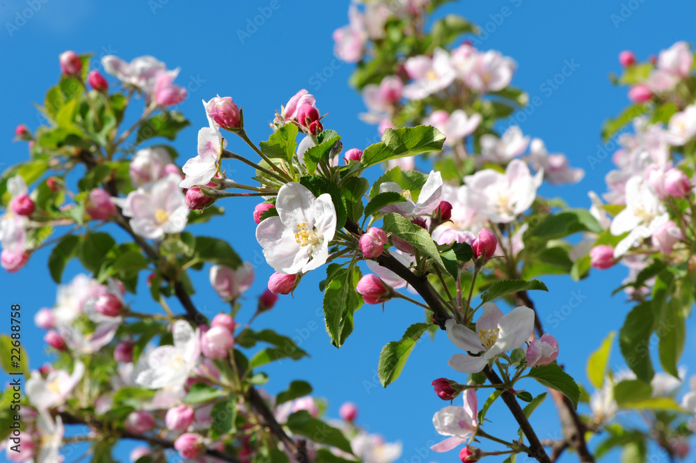 Naklejka premium Frühling 129