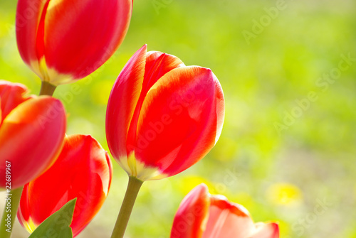 red tulips