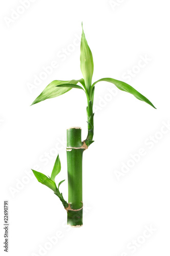 lucky bamboo photo