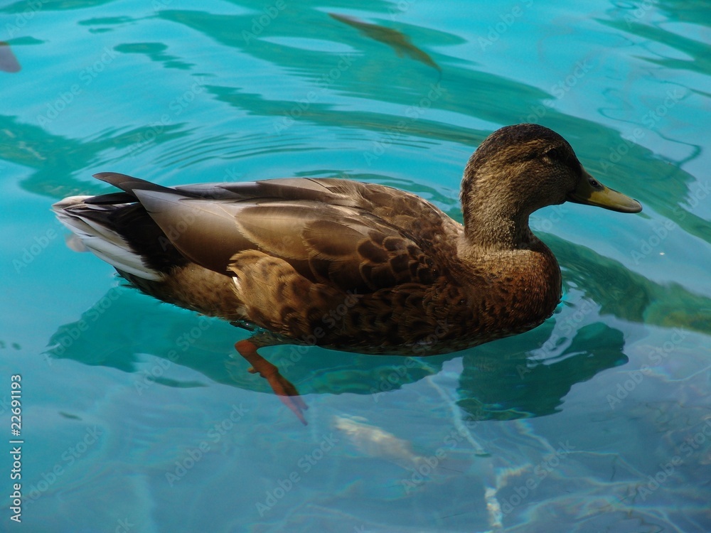 Fototapeta premium duck