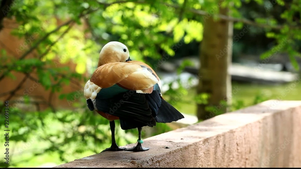 canard