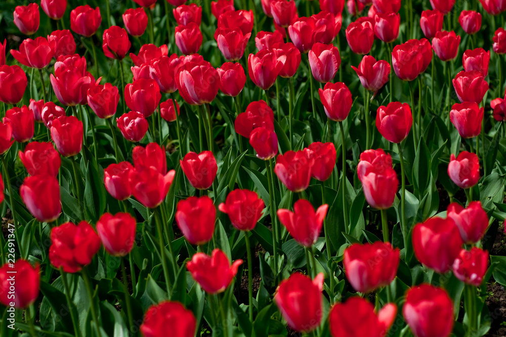 Lot of red tulips