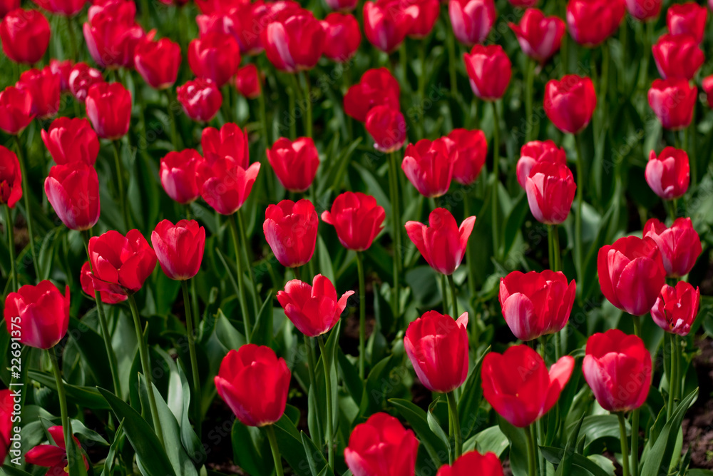 Red tulips field