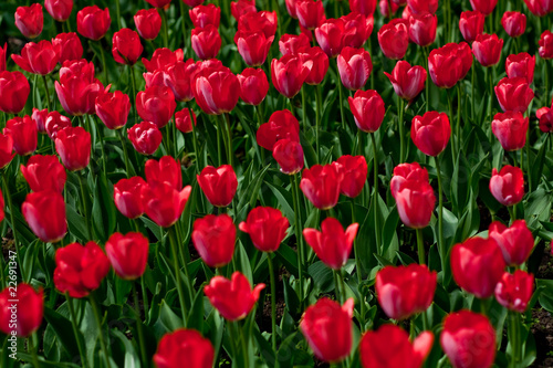 Lot of red tulips