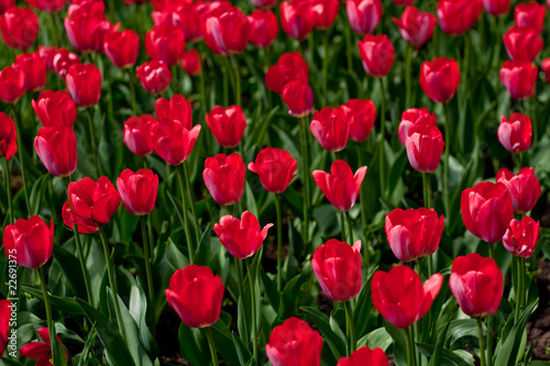 Red tulips field © elhielo