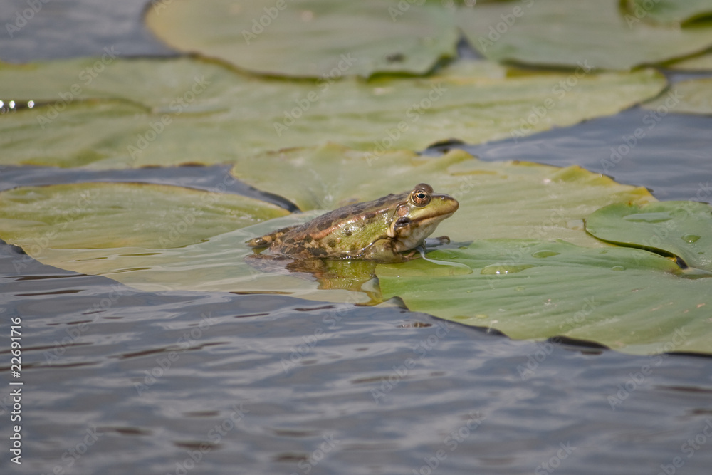 Fototapeta premium Green frog